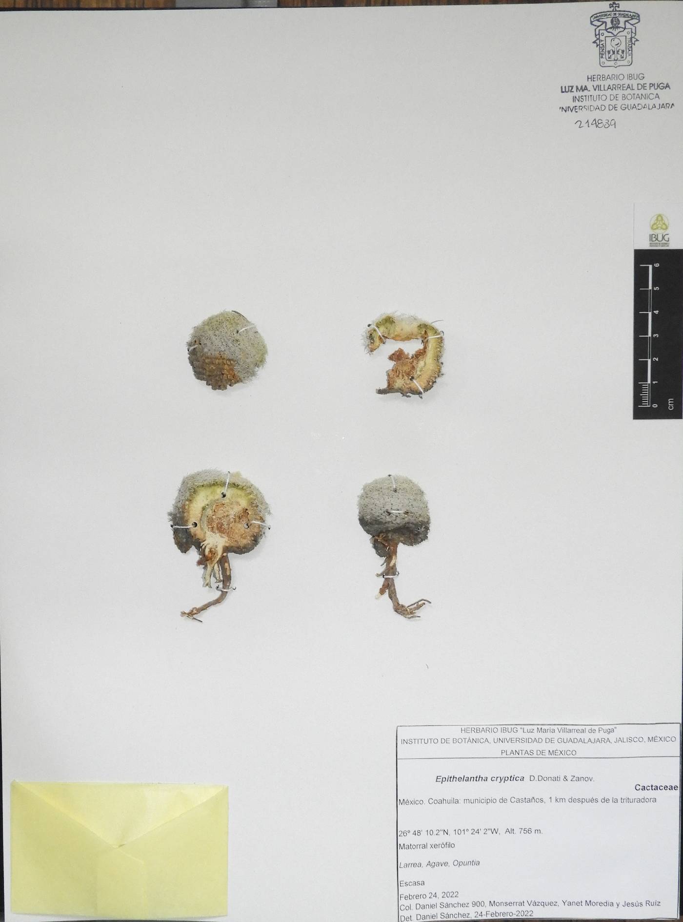 Epithelantha cryptica image