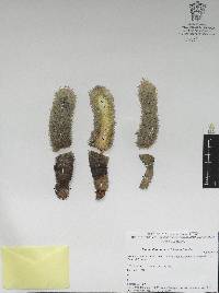 Mammillaria pottsii image