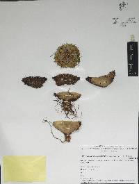Stenocactus obvallatus image