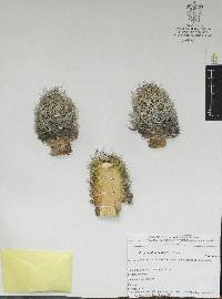 Coryphantha neglecta image