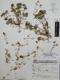 Claytonia perfoliata subsp. mexicana image