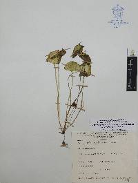 Claytonia perfoliata image