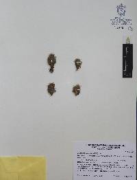 Mammillaria prolifera image