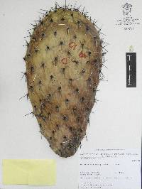 Opuntia lasiacantha image