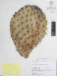 Opuntia streptacantha image