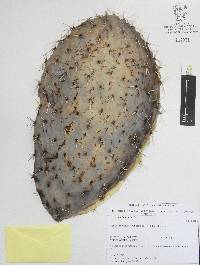 Opuntia lasiacantha image