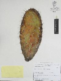 Opuntia lasiacantha image