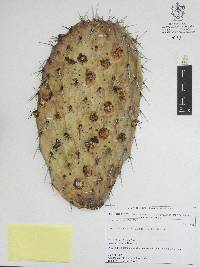 Opuntia lasiacantha image