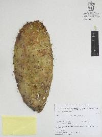 Opuntia lasiacantha image