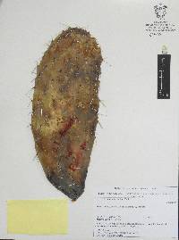 Opuntia lasiacantha image