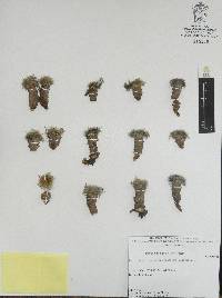 Mammillaria glassii image