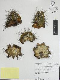 Echinocereus coccineus image