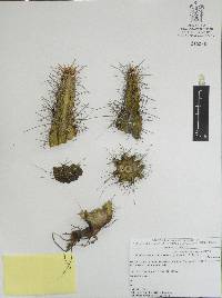 Echinocereus pentalophus subsp. leonensis image