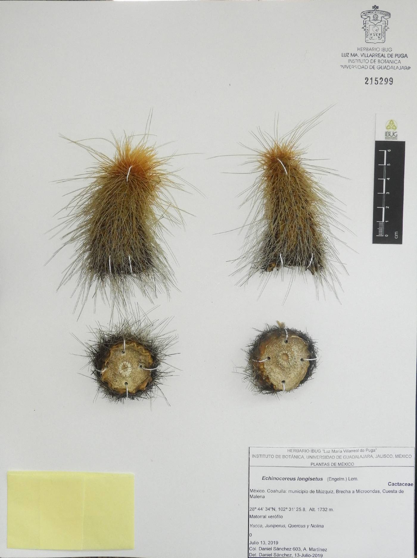 Echinocereus longisetus image