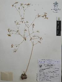 Phemeranthus napiformis image