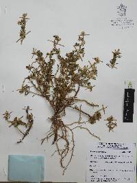 Portulaca pilosa image