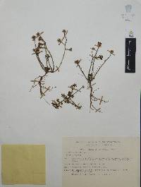 Portulaca pilosa image