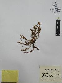 Portulaca pilosa image