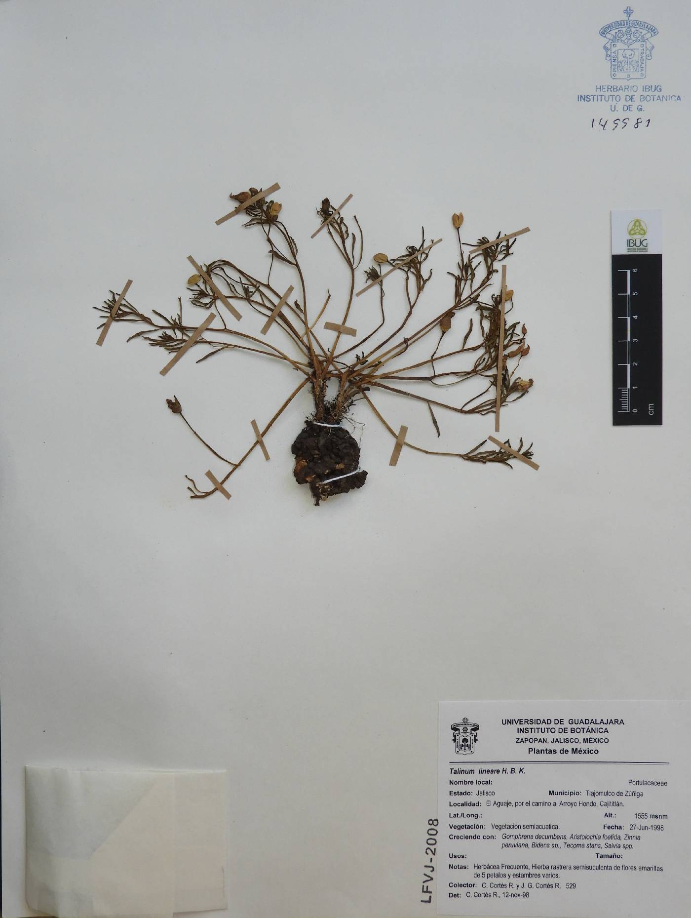 Talinum lineare image