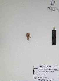 Echinocereus sharpii image