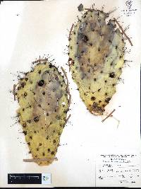 Opuntia lasiacantha image