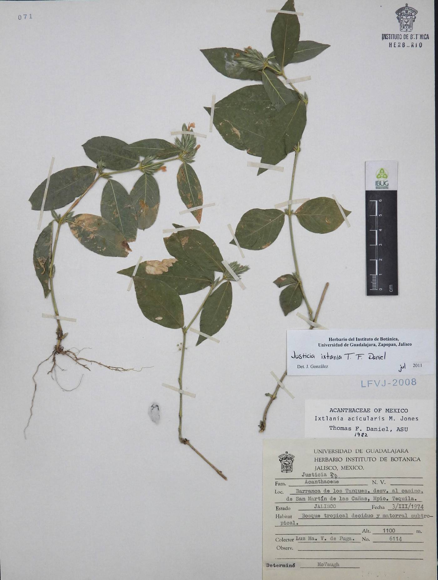 Justicia ixtlania image
