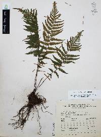 Thelypteris concinna image