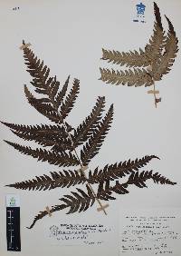 Woodwardia spinulosa image