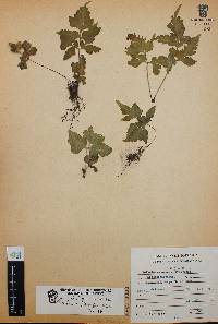 Asplenium pumilum image