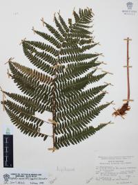 Dryopteris pseudo-filix-mas image