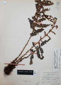 Polystichum aculeatum image