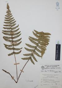 Polystichum aculeatum image