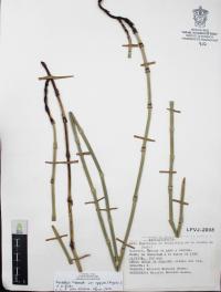 Equisetum hyemale image