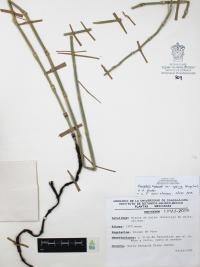 Equisetum hyemale image