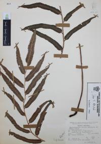 Phanerophlebia nobilis image