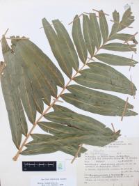 Pteris grandifolia image