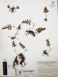 Pleopeltis thyssanolepis image