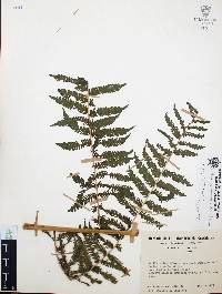Cyathea costaricensis image