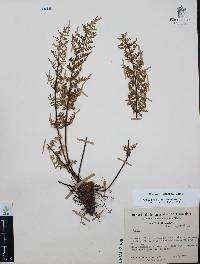 Myriopteris allosuroides image