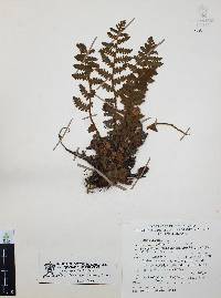 Notholaena brachypus image