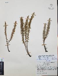 Myriopteris aurea image