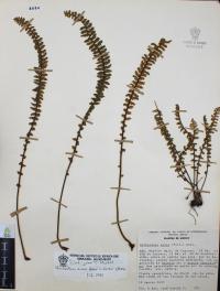 Myriopteris aurea image