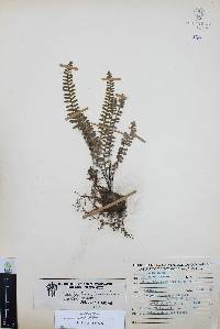 Myriopteris aurea image