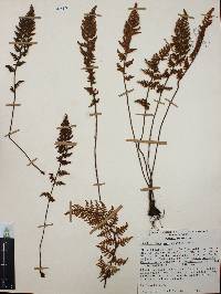 Myriopteris myriophylla image