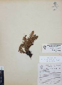 Cheiloplecton rigidum image