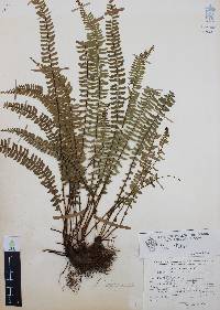 Asplenium monanthes image