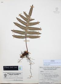 Phlebodium areolatum image
