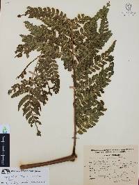 Marattia weinmanniifolia image