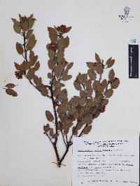 Arctostaphylos pungens image