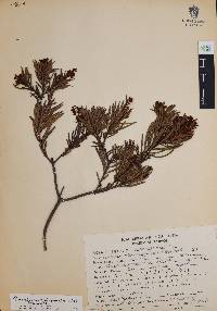 Comarostaphylis polifolia image